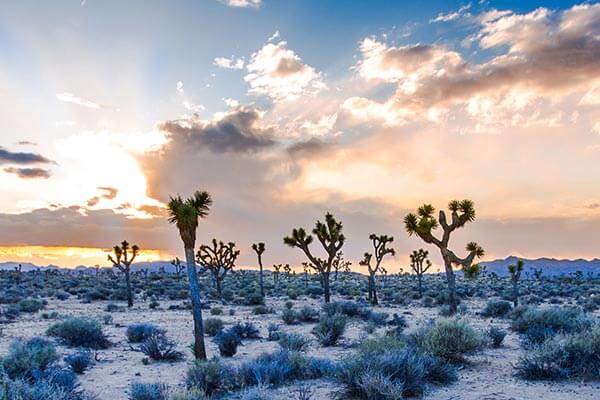 Joshua Tree National Park in Southern California