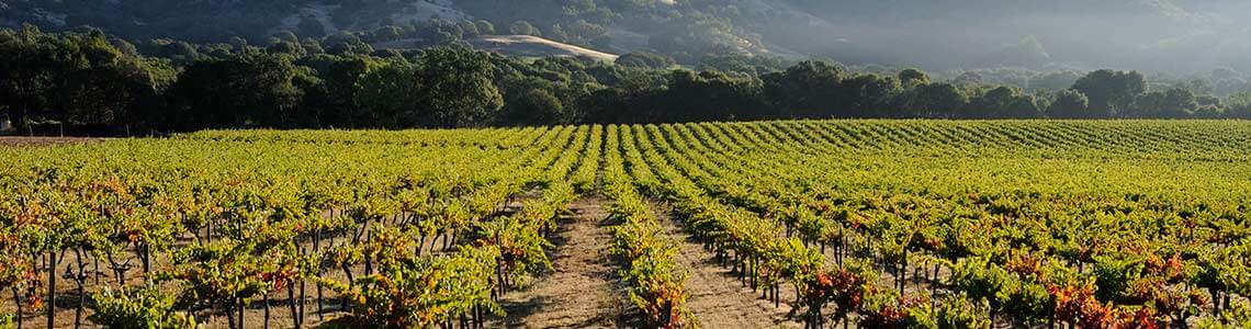 Vineyard in Mendocino County, CA