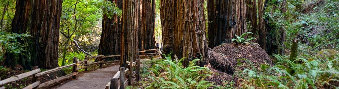 Muir Woods National Monument in CA