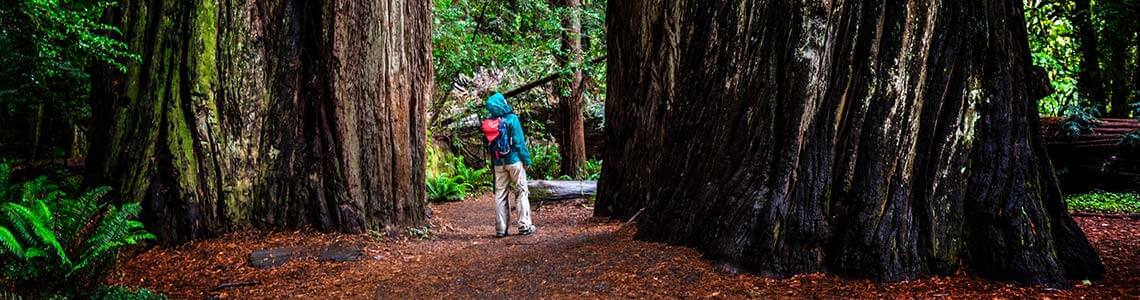Redwoods State Park, CA 