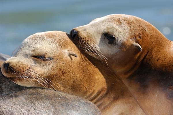 Sea lIons resting on the California coast