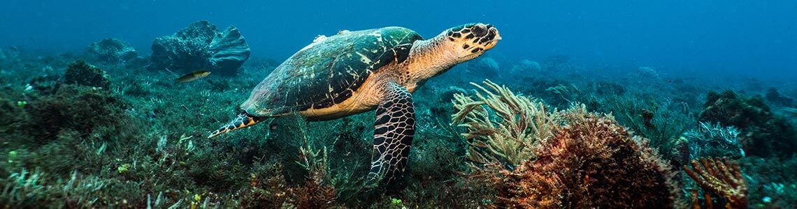 Sea Turtle in Southern California