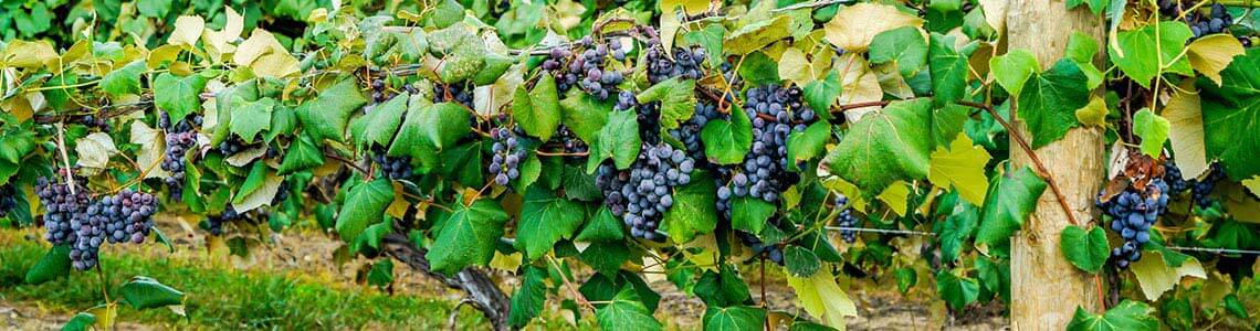 vineyard in San Joaquin County
