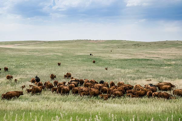 Cattle grazing in Southeast Colorado