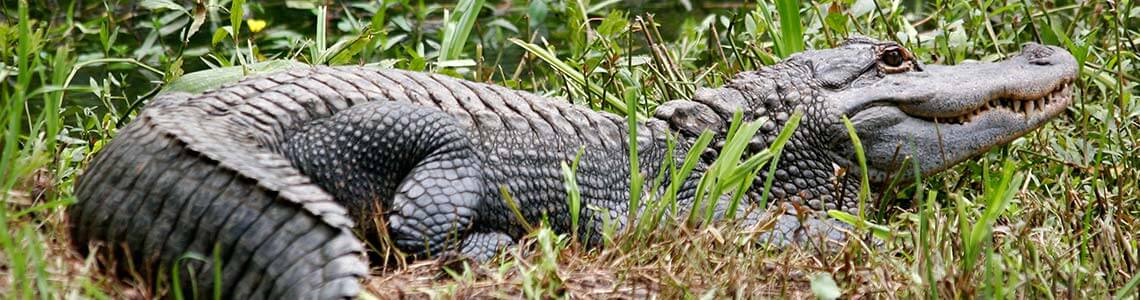 Alligator in a Florida zoo