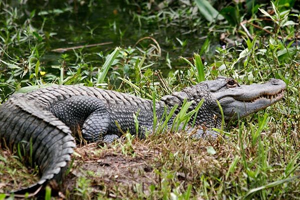 Alligator in Florida