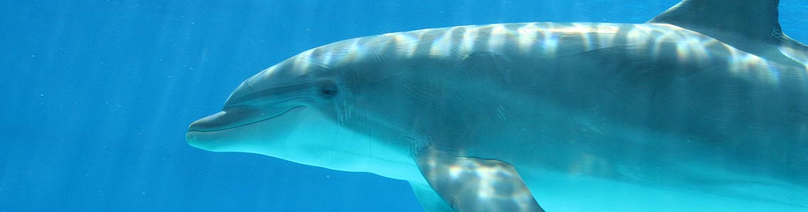 Dolphin in aquarium at Seaworld in Florida