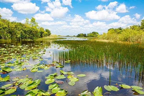Florida Everglades