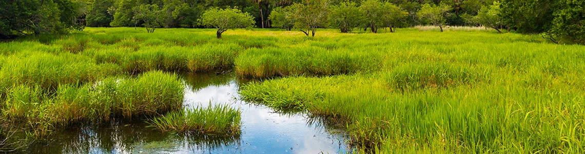 Timucuan wetlands in Florida