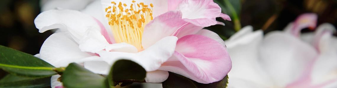 Camellias in Indiana