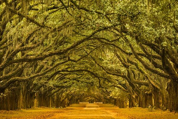 Historic Plantation in Georgia