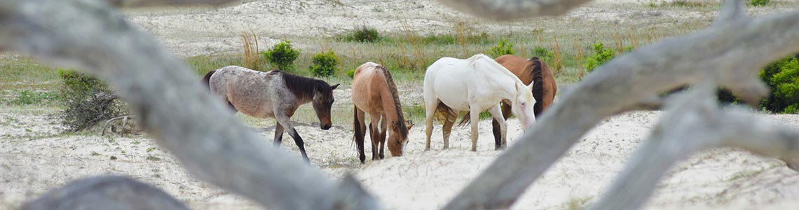 Cumberland Island Wild Horses in Georgia