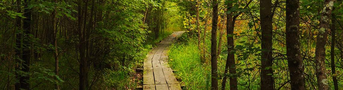 Trail in Indiana