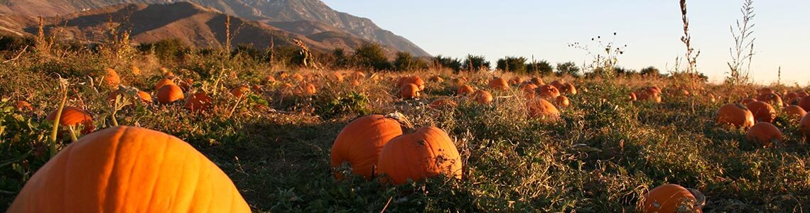 Pumpkin Patch in Indiana