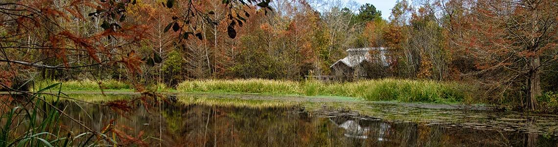Bogue Chitto State Park in Louisiana