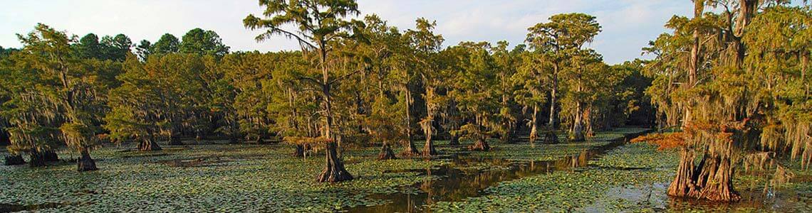 Caddo Lake in Louisiana