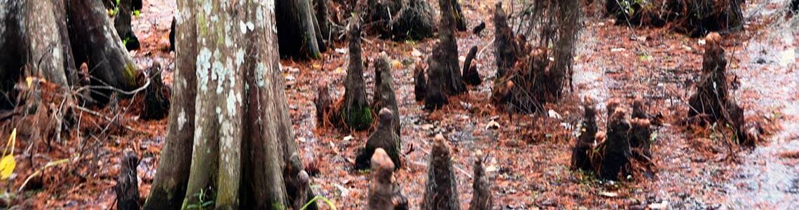 Cyprus Stumps in Louisiana