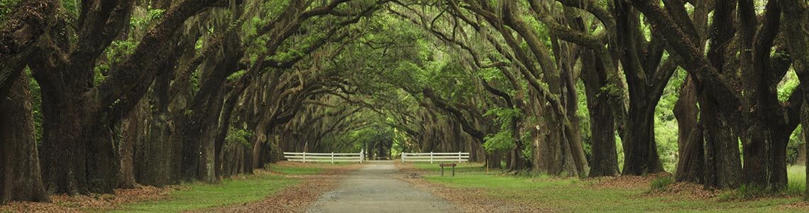 Shady Trail in Louisiana