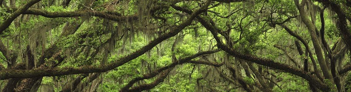 Cyprus Stumps in Louisiana