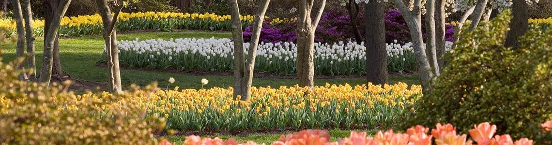 Tulip Garden in Maryland