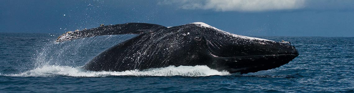 Whale Watching in Massachusetts