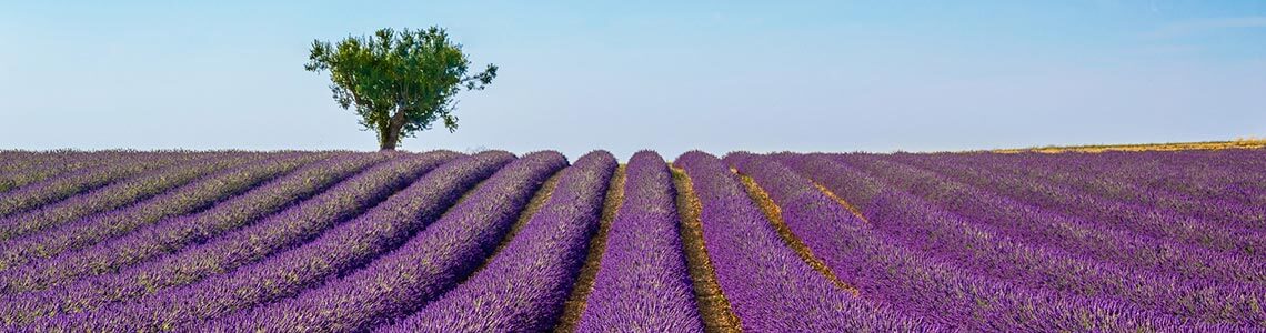 Lavender field in Minnesota