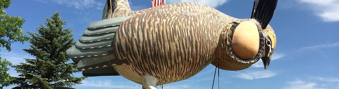 World's Largest Booming Prairie Chicken in Rothsay, MN