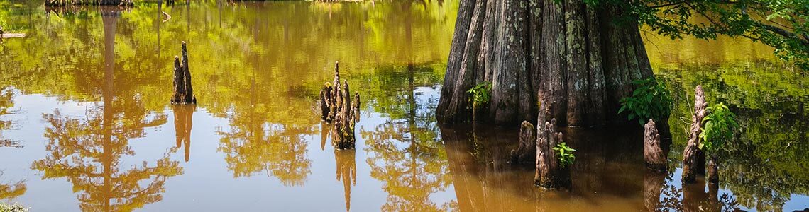 Giant Cypress in Mississippi