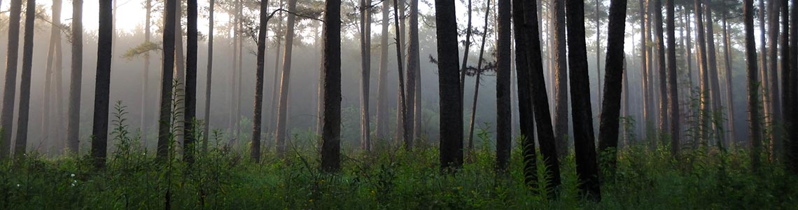National Forest in Mississippi