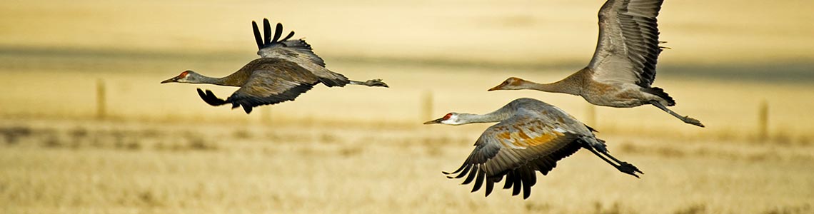 Sandhill Cranes in Mississippi