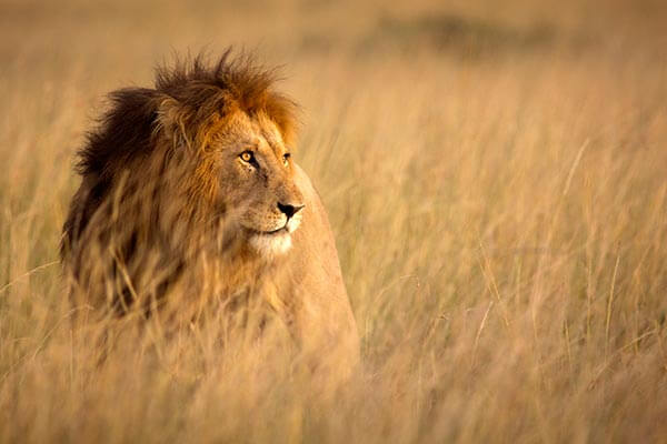 Lion in Missouri