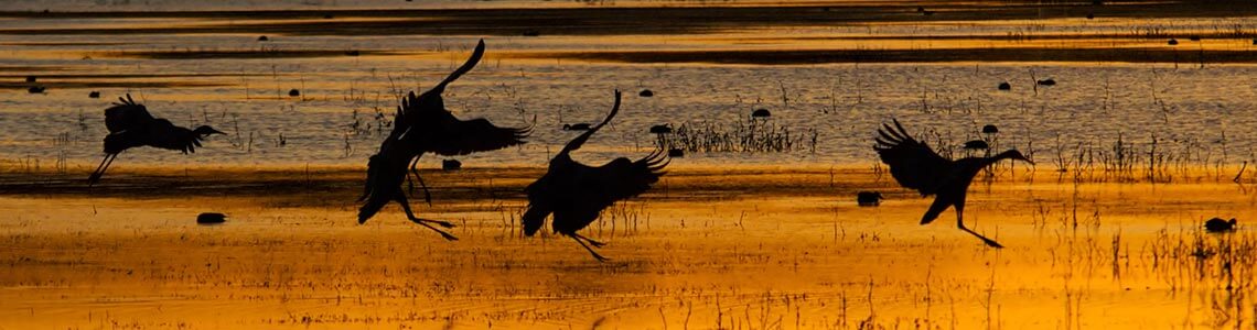 Sandhill Cranes in Mississippi