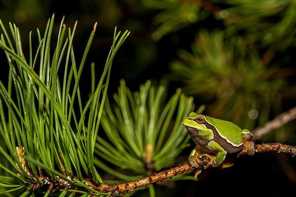 Tree Frog in New Jersey