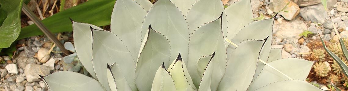 Parrys Agave in New Mexico