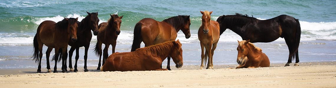Corolla Wild Horses in North Carolina