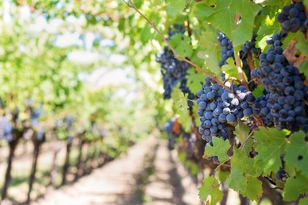 Grapes in a Vineyard in Oklahoma