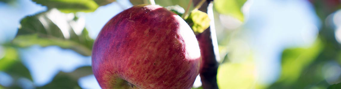 Apple Orchard in Indiana