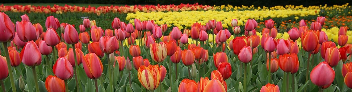 Wide Angle Tulips in Pennsylvania