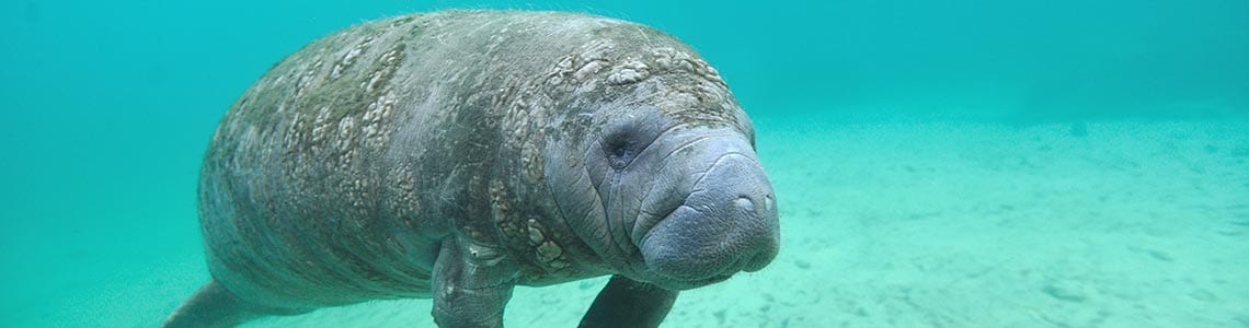 Manatee swimming off the South Carolina coast