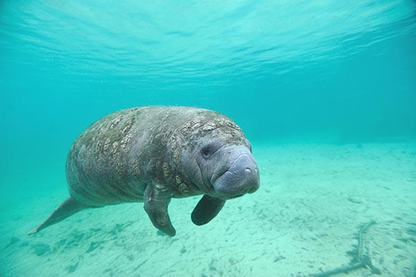 Manatee swimming off Carolina coast