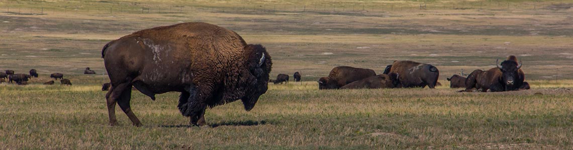 Plains Buffalo in South Dakota