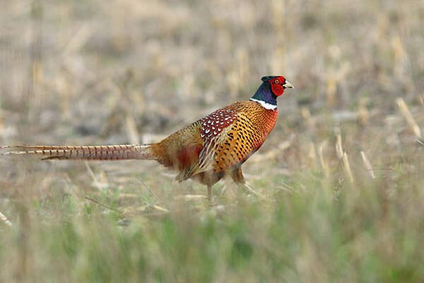 Pheasant hunting in South Dakota