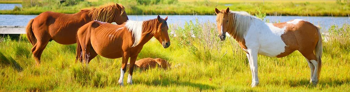 Wild ponies in Assateague Island, VA