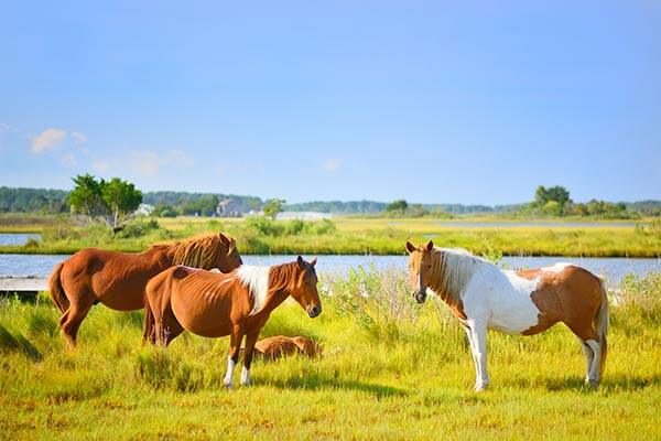 Wild Ponies of Chincoteague Island, VA