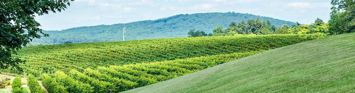 Vineyard in Virginia