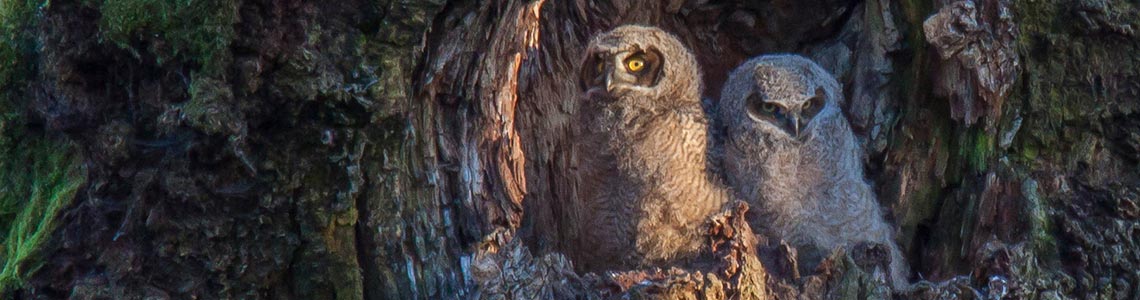 Young Great Horned Owls in Washington