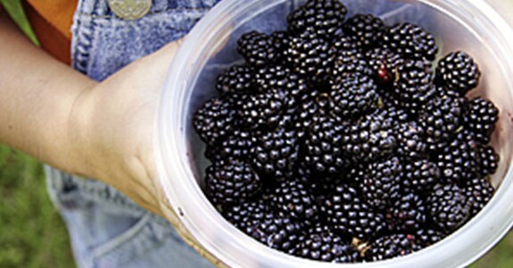 Hands holding grapes in Manitoba