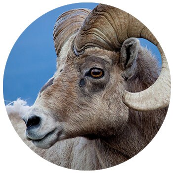 Big Horn Ram