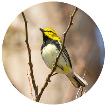 Bird at Thousand Islands National Park