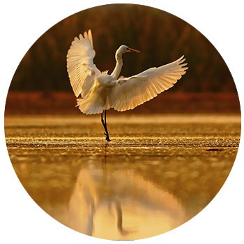 Egret Crane Taking Off